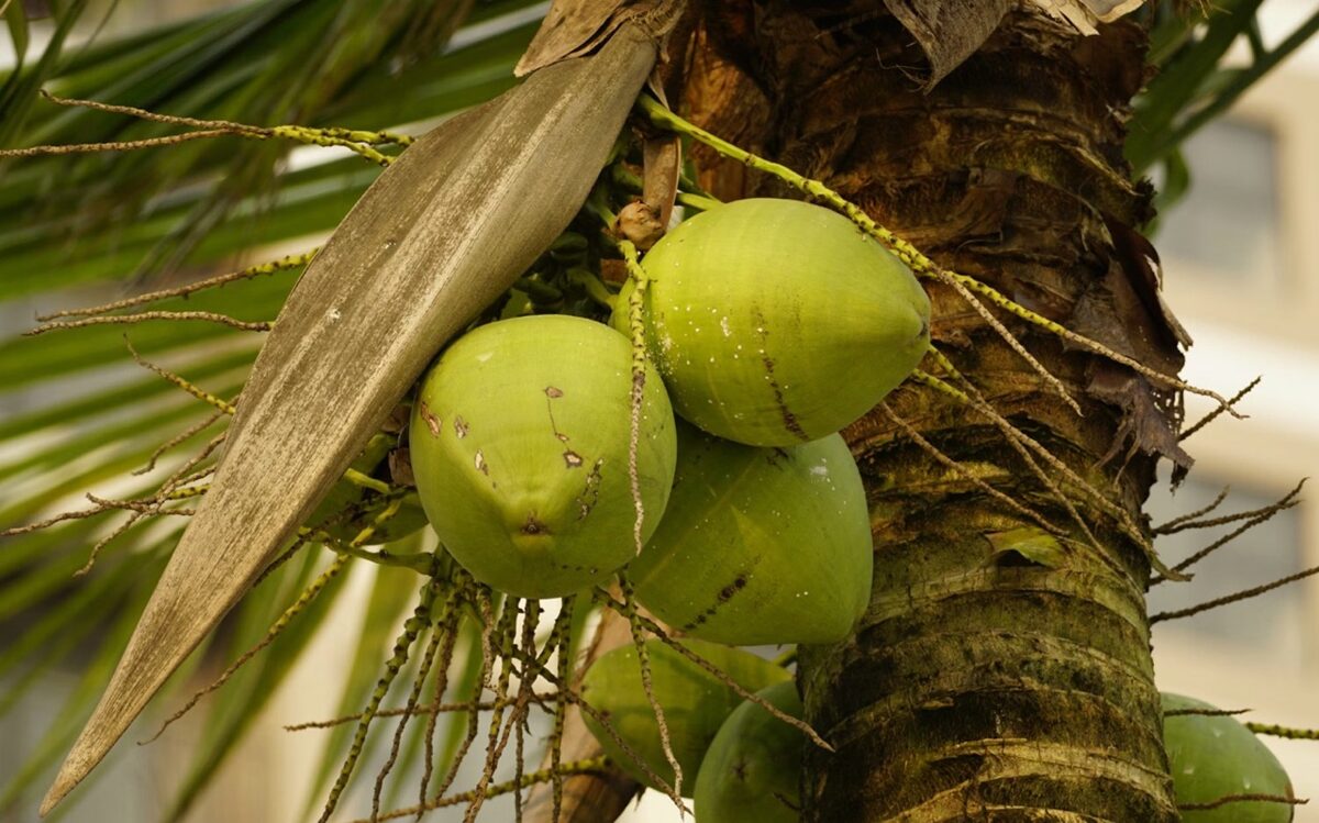 Celojums_uz_Srilanku_2026_6.jpeg