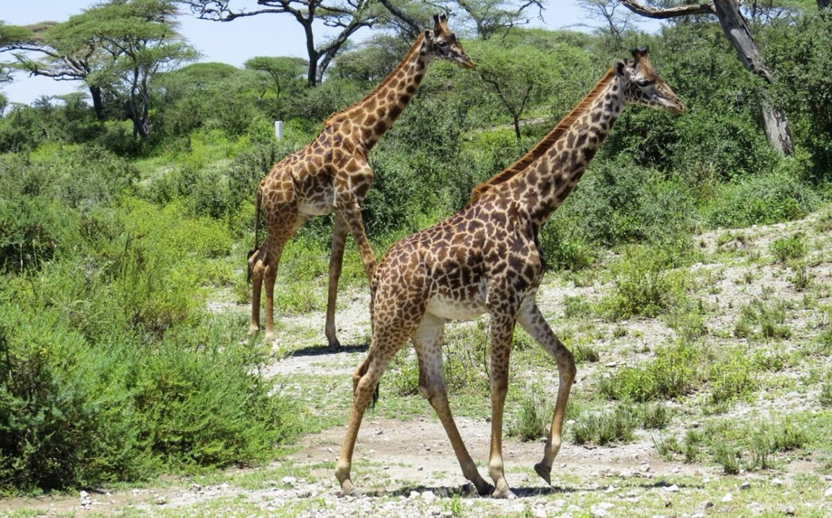Celojums_uz_Tanzaniju_2026_11.jpeg