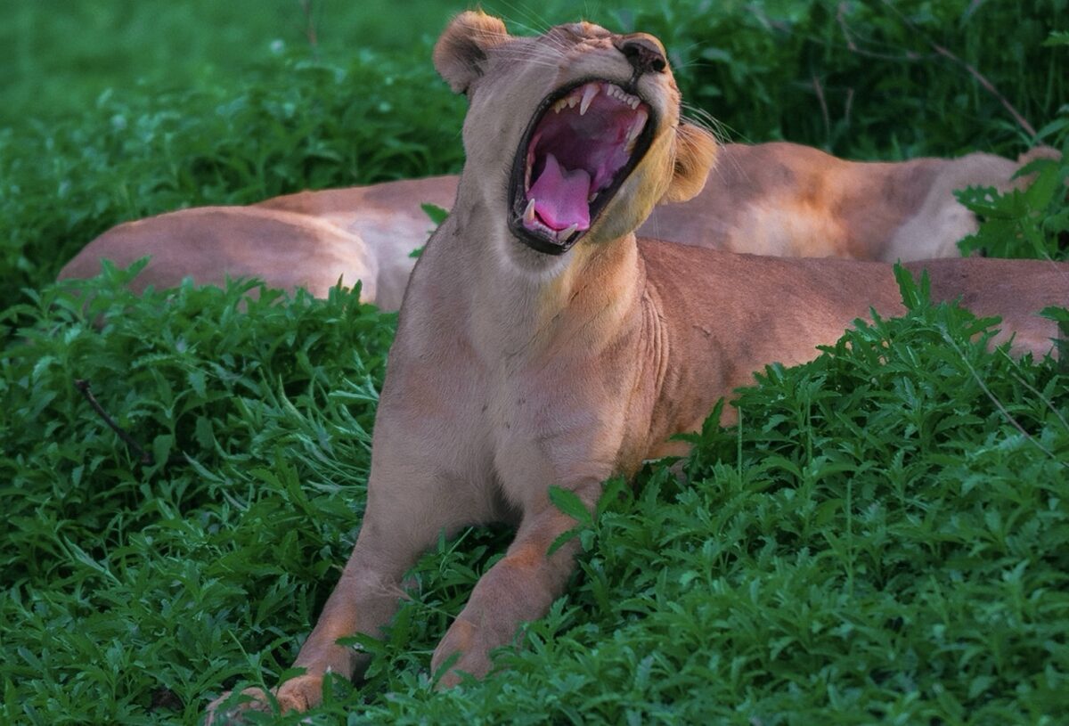 Celojums_uz_Tanzaniju_2026_17.jpeg