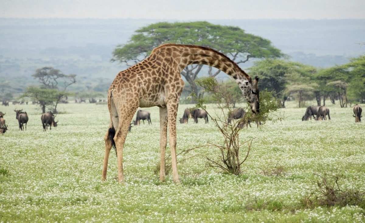 Celojums_uz_Tanzaniju_2026_18.jpeg