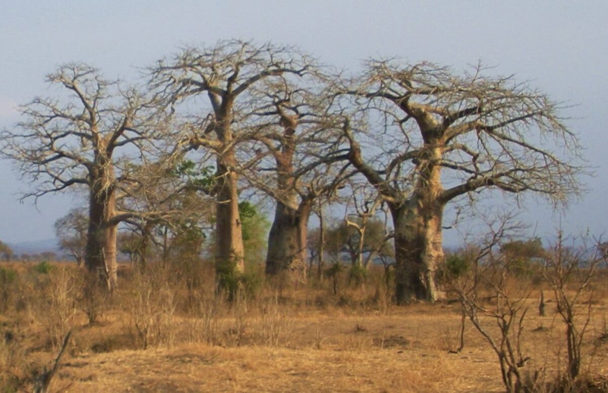 Celojums_uz_Tanzaniju_2026_19.jpeg