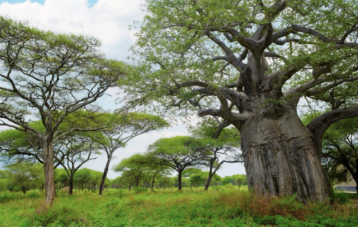 Celojums_uz_Tanzaniju_2026_8.jpeg